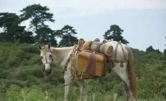 白龙马最近搞笑,笑料百出，欢乐无限